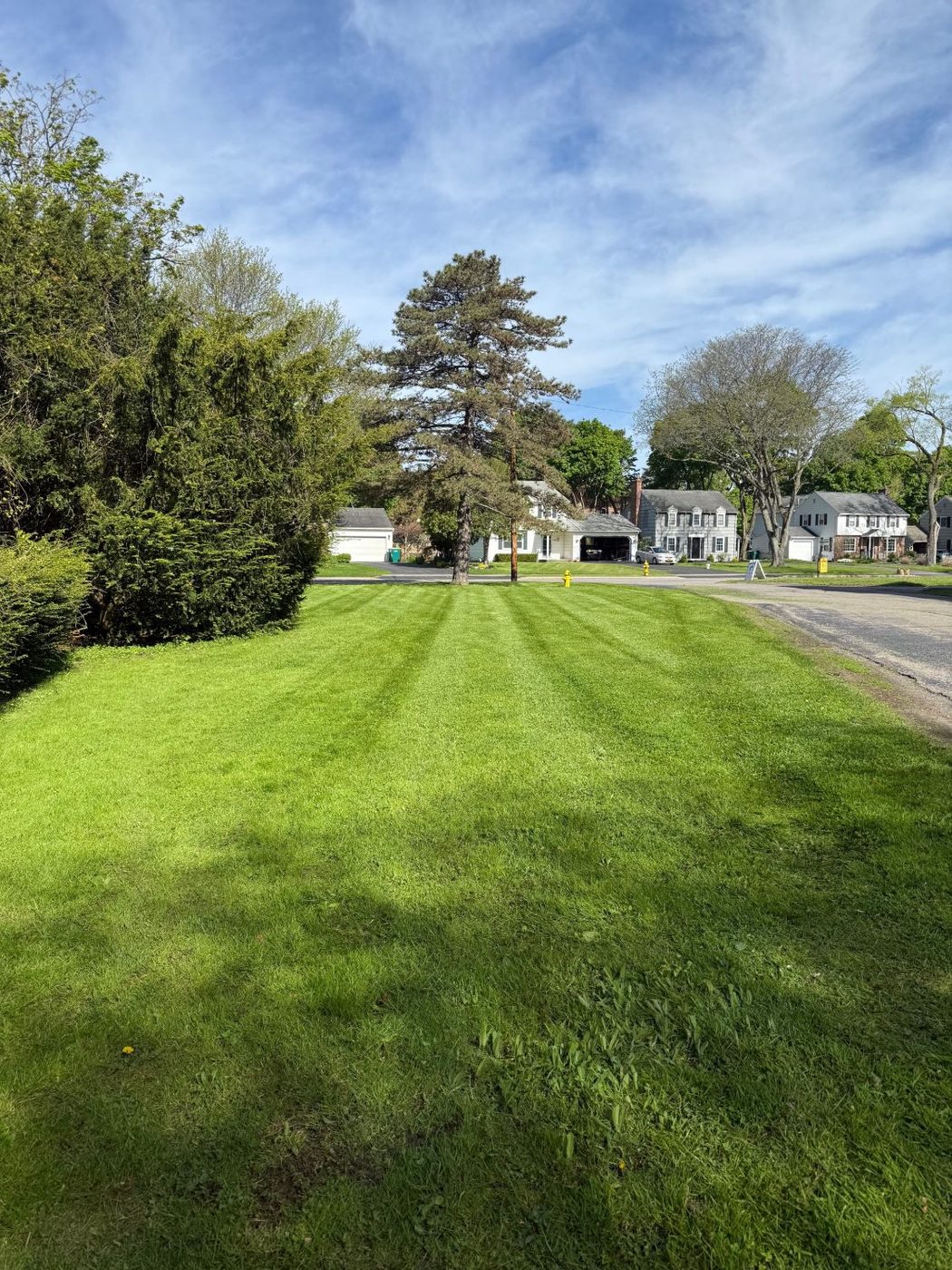 Residential lawn mowed in even stripes around a large pine tree